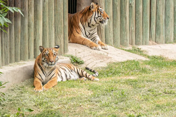 Primer Plano Tigres Zoológico — Foto de Stock
