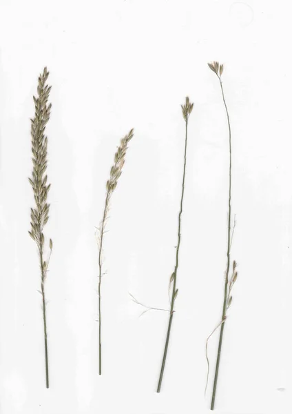 Ein Vertikaler Schuss Weizen Und Weizenfestlichkeiten Auf Weißem Hintergrund — Stockfoto