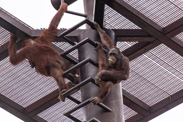 Plan Angle Bas Orangs Outans Suspendus Grimpant Dans Une Cage — Photo