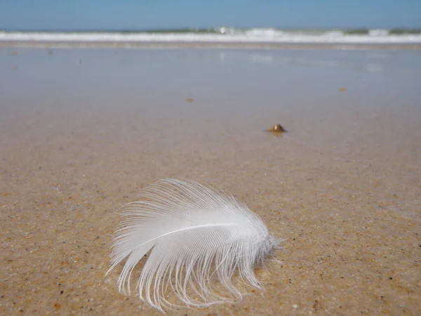 White Bird Feather Sandy Beach Rushing Sea Waves Background — Stock Photo, Image