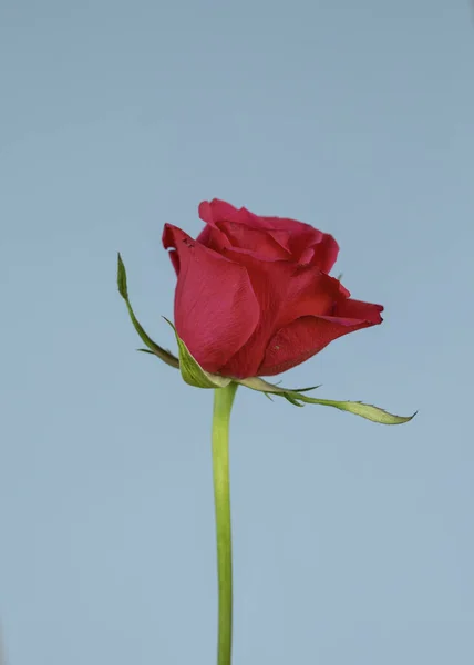 Eine Vertikale Aufnahme Einer Roten Rose Auf Blauem Hintergrund — Stockfoto