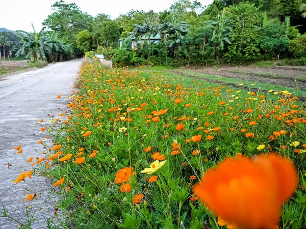 Filippines Cze 2021 Selektywne Ujęcie Ostrości Wielu Pięknych Pomarańczowych Kwiatów — Zdjęcie stockowe