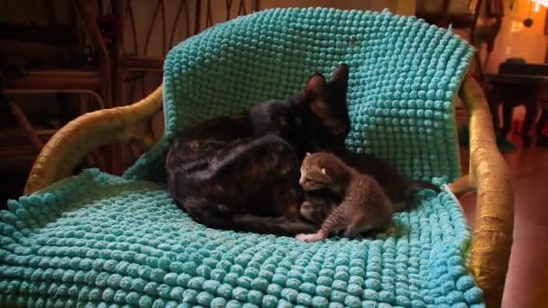 Милий Кіт Спить Дивані — стокове відео