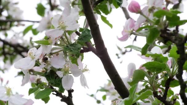 Enfoque Selectivo Una Flor Cerezo Flor Jardín Primavera — Vídeo de stock