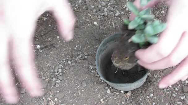 Primer Plano Una Joven Mujer Sosteniendo Una Pequeña Planta — Vídeo de stock