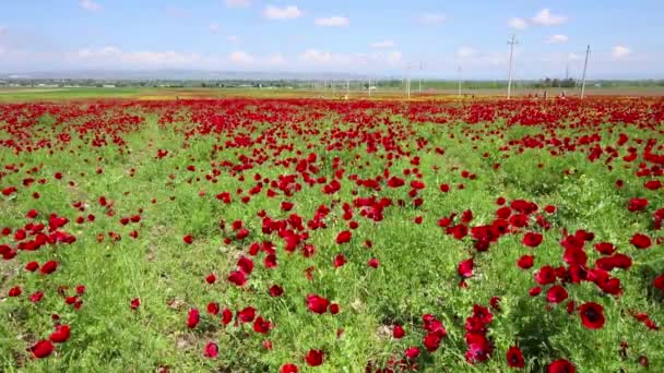 Lindas Flores Papoula Vermelha Campo — Vídeo de Stock