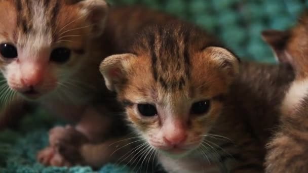 Schattig Kat Met Een Grote Ogen — Stockvideo