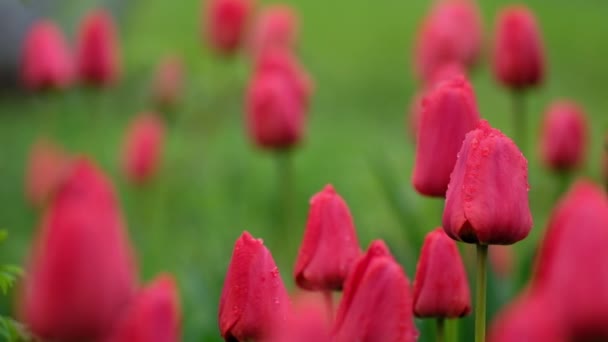 Mooie Tulpen Bloemen Tuin — Stockvideo