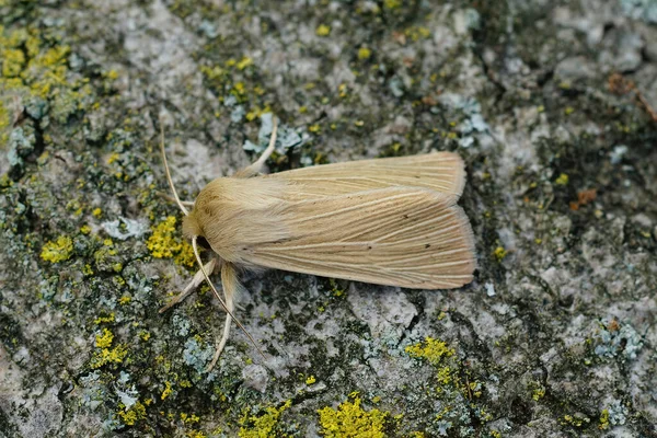 Egy Oldalsó Közelkép Halványbarna Színű Közönséges Wainscot Moly Mythimna Pallens — Stock Fotó