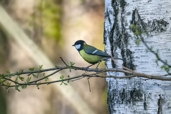 Selective Focus Great Tit Bird Perching Tree Branch Blurred Background — 图库照片