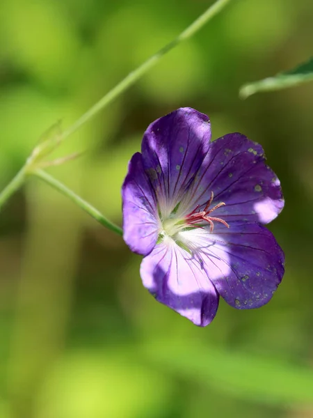 Gros Plan Vertical Géranium Forêt Pourpre Sur Fond Flou — Photo