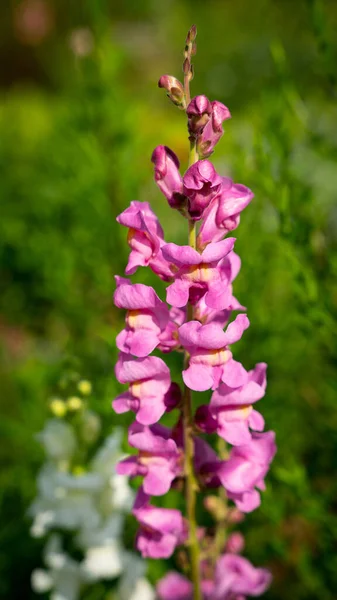 Eine Schöne Rosa Königsprotea Blume Die Wald Wächst — Stockfoto