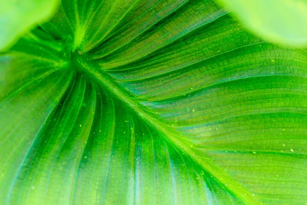 Una Macro Toma Una Hoja Verde — Foto de Stock