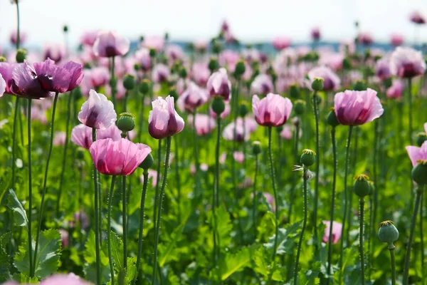 Ein Bund Blühender Lila Mohnblumen Auf Einer Wiese — Stockfoto