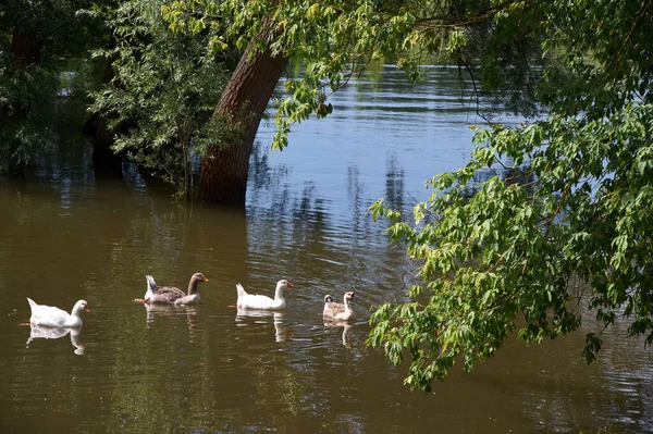 Eine Schöne Aufnahme Von Vier Enten Die Spiegelnden Wasser Schwimmen — Stockfoto