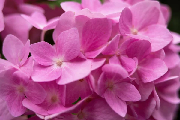 Una Macro Toma Flores Hortensias Rosadas Florecientes —  Fotos de Stock