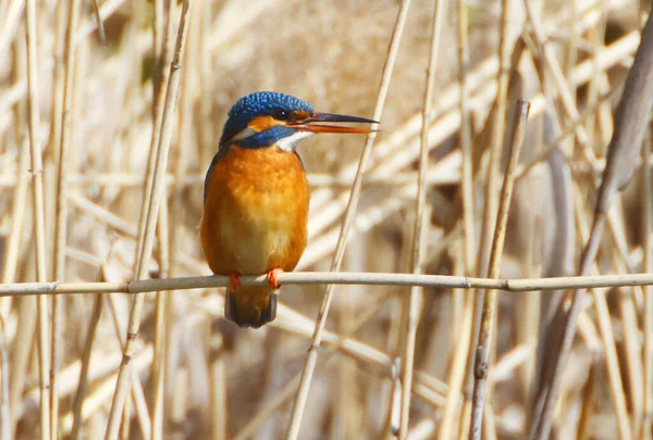 Ein Eisvogel Alcedo Atthis Auf Einem Ast Heilbronn Deutschland — Stockfoto