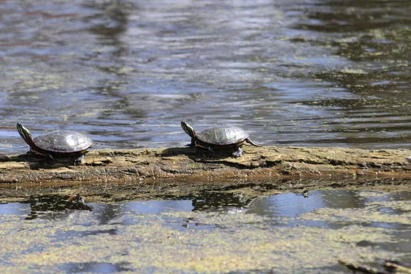 Tiro Perto Uma Tartaruga Perto Lago — Fotografia de Stock