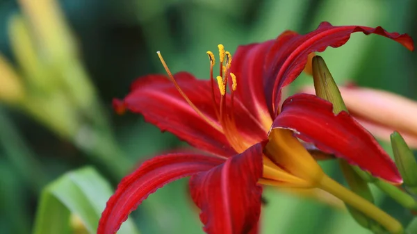 Closeup Shot Daylily Hybrid Crimson Pirate Flower Garden — Stock Photo, Image