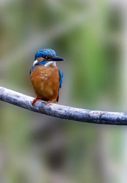 Bir Ağaç Dalında Oturan Şirin Bir Kingfisher Dikey Çekimi — Stok fotoğraf