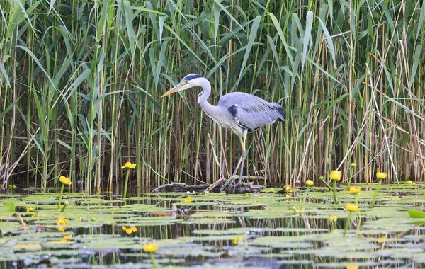 Primo Piano Airone Grigio Piedi Acqua — Foto Stock