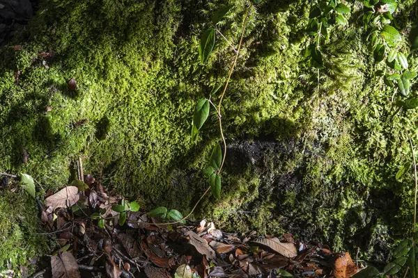 Gros Plan Mousse Dans Une Forêt — Photo