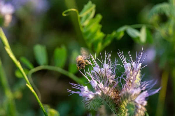 Крупный План Пчелы Сидящей Фиолетовом Цветке Фаселии Размытом Фоне — стоковое фото