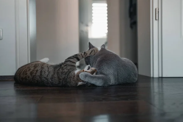 Britská Krátkosrstá Kočka Tabby Evropská Krátkosrstá Kočka Spolu Hrají — Stock fotografie