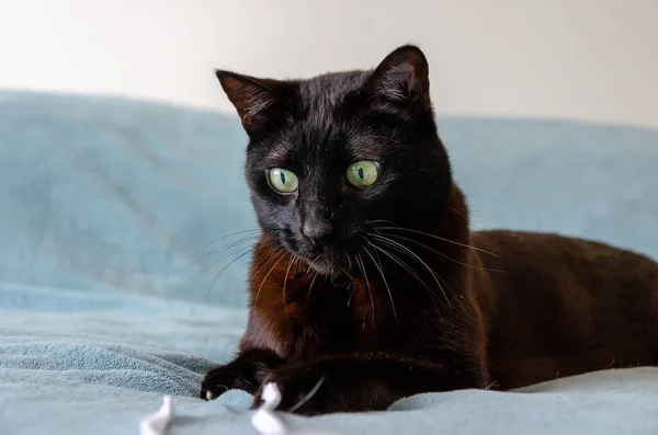 Крупним Планом Мила Чорна Кішка Зеленими Очима Грає Ліжку — стокове фото