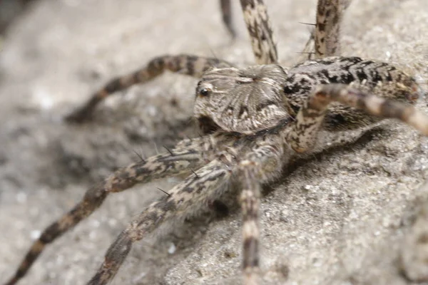 Closeup Shot Big Spider — Stock Photo, Image