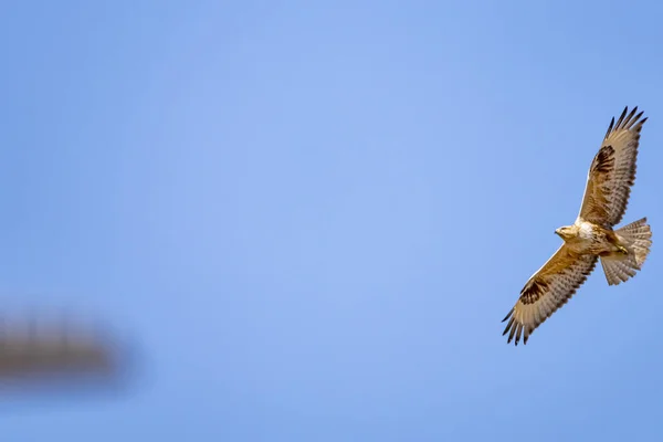 Una Veduta Basso Falco Dalla Coda Rossa Che Vola Alto — Foto Stock