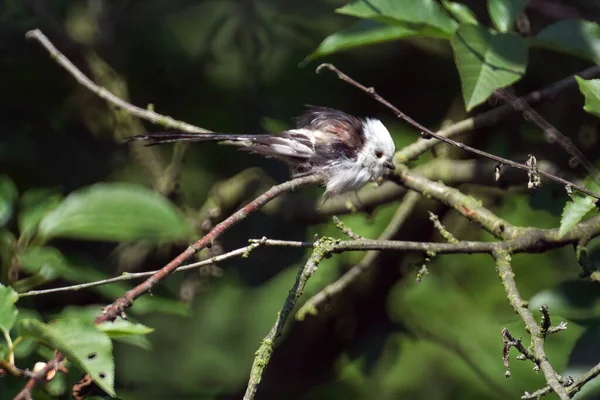 Closeup Shot Long Tailed Tit Sitting Tree Branch — Fotografia de Stock