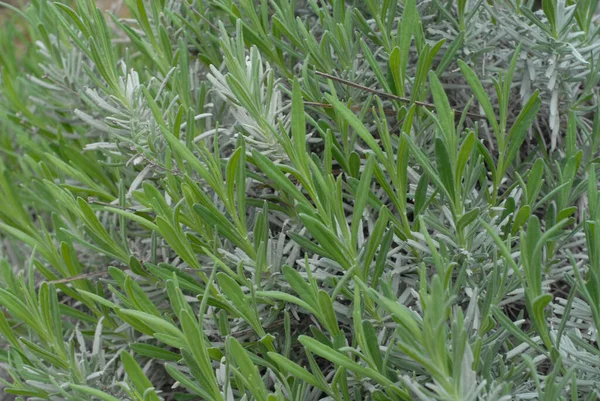 Tiro Close Artemisia Sericea Verde Campo — Fotografia de Stock