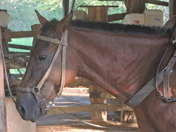 Una Vista Laterale Bellissimo Cavallo Bruno Che Indossa Una Sella — Foto Stock