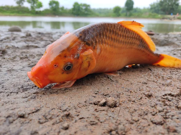 Nahaufnahme Eines Orangefarbenen Koi Fisches Sand — Stockfoto