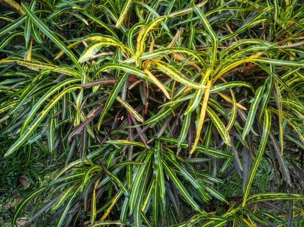 庭のクロトンの植物でトップビュー Codiaeum Variegatum — ストック写真