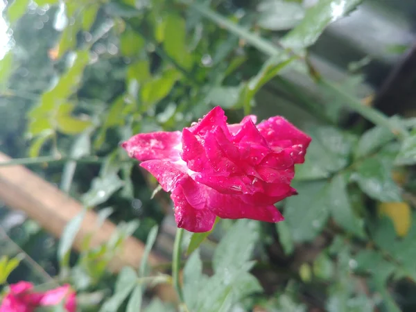 Selektywne Skupienie Pełni Kwitnącej Różowej Róży Kroplami Wody Niewyraźnym Tle — Zdjęcie stockowe