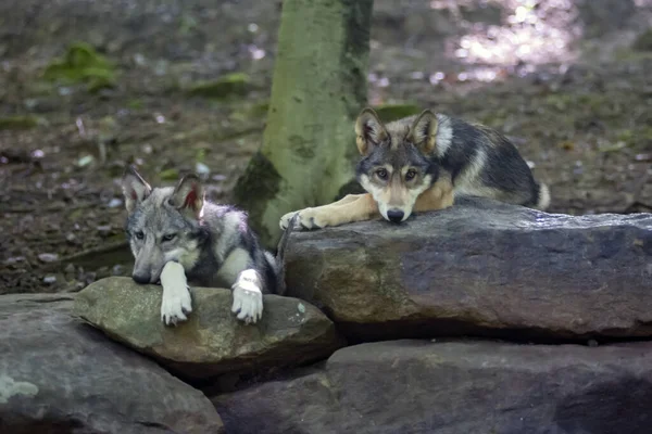 Dos Lobos Jóvenes Descansando Sobre Una Roca — Foto de Stock