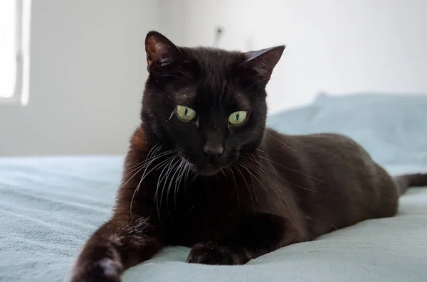 一只长着绿眼睛的可爱黑猫在床上玩耍的特写镜头 — 图库照片