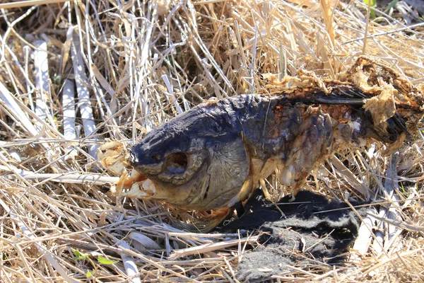 Primo Piano Una Testa Pesce Essiccata Terra — Foto Stock