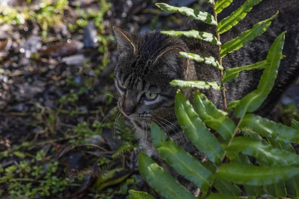 Egy Imádnivaló Macska Egy Erdőben Patagóniában Chilében — Stock Fotó