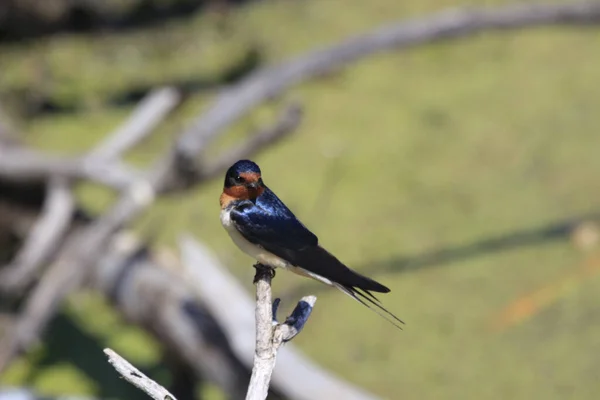 Gros Plan Oiseau Sur Arbre — Photo