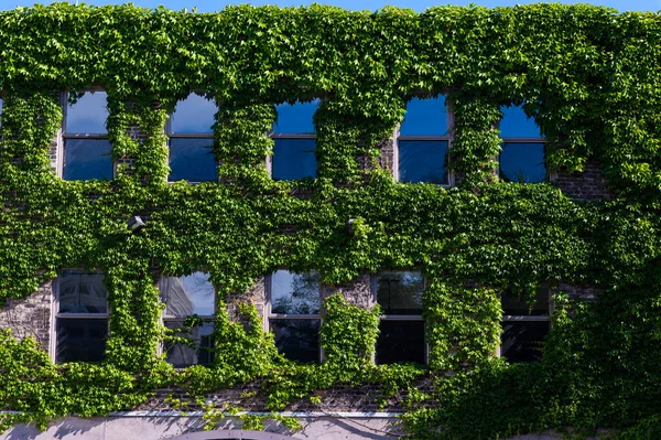 Una Vista Natural Las Plantas Hiedra Pared Edificio Antiguo — Foto de Stock