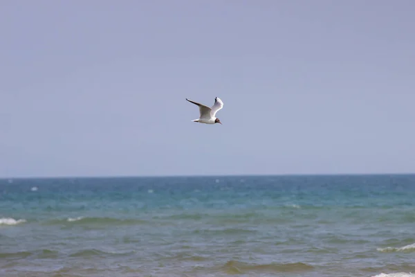 一只黑头海鸥在波浪上盘旋 一只海鸥在水面上飞行 Tiki花园 印第安海岸通道 — 图库照片