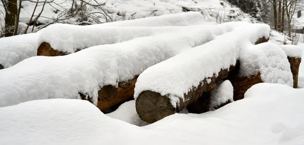 Närbild Klippta Trädstammar Täckta Med Nysnö — Stockfoto