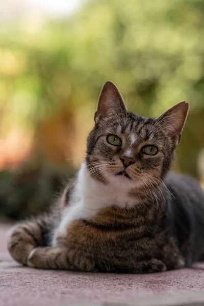 背景に緑の目をした猫の垂直ショット — ストック写真