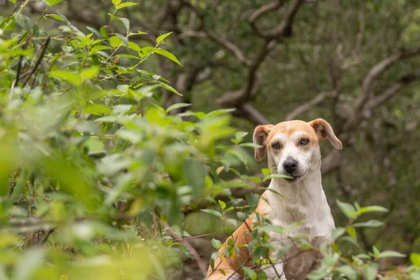 Cão Vadio Marrom Olhando Para Câmera Escondida Pelos Arbustos — Fotografia de Stock
