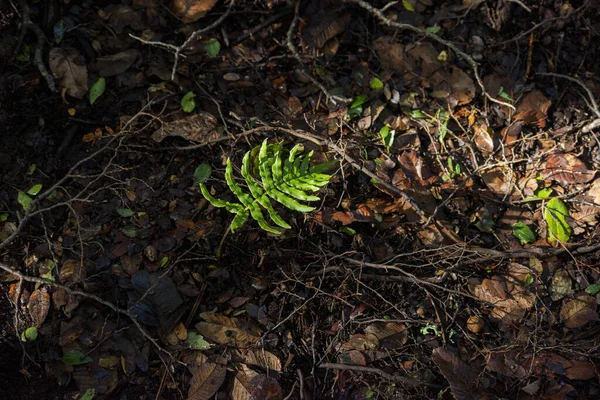 Вибірковий Фокус Папороті Лісу — стокове фото
