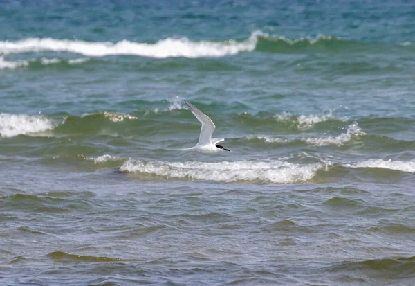 Oiseau Marin Planant Dessus Des Vagues Sterne Commune Volant Dessus — Photo