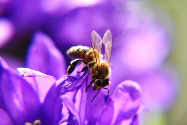 紫色の花を受粉させる蜂のクローズアップ — ストック写真